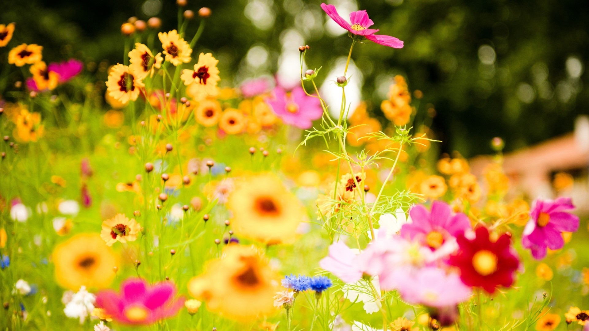 flowers